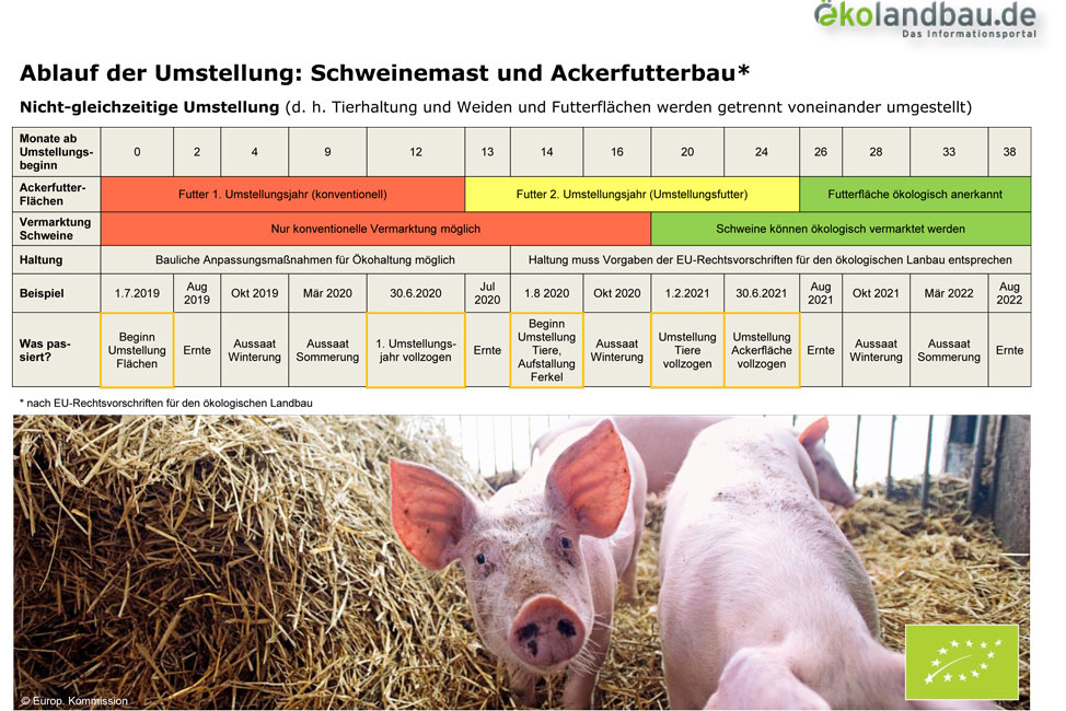 Umstellungszeitplan Schweinemast und Ackerfutterbau. Klick führt zu Großansicht im neuen Fenster.