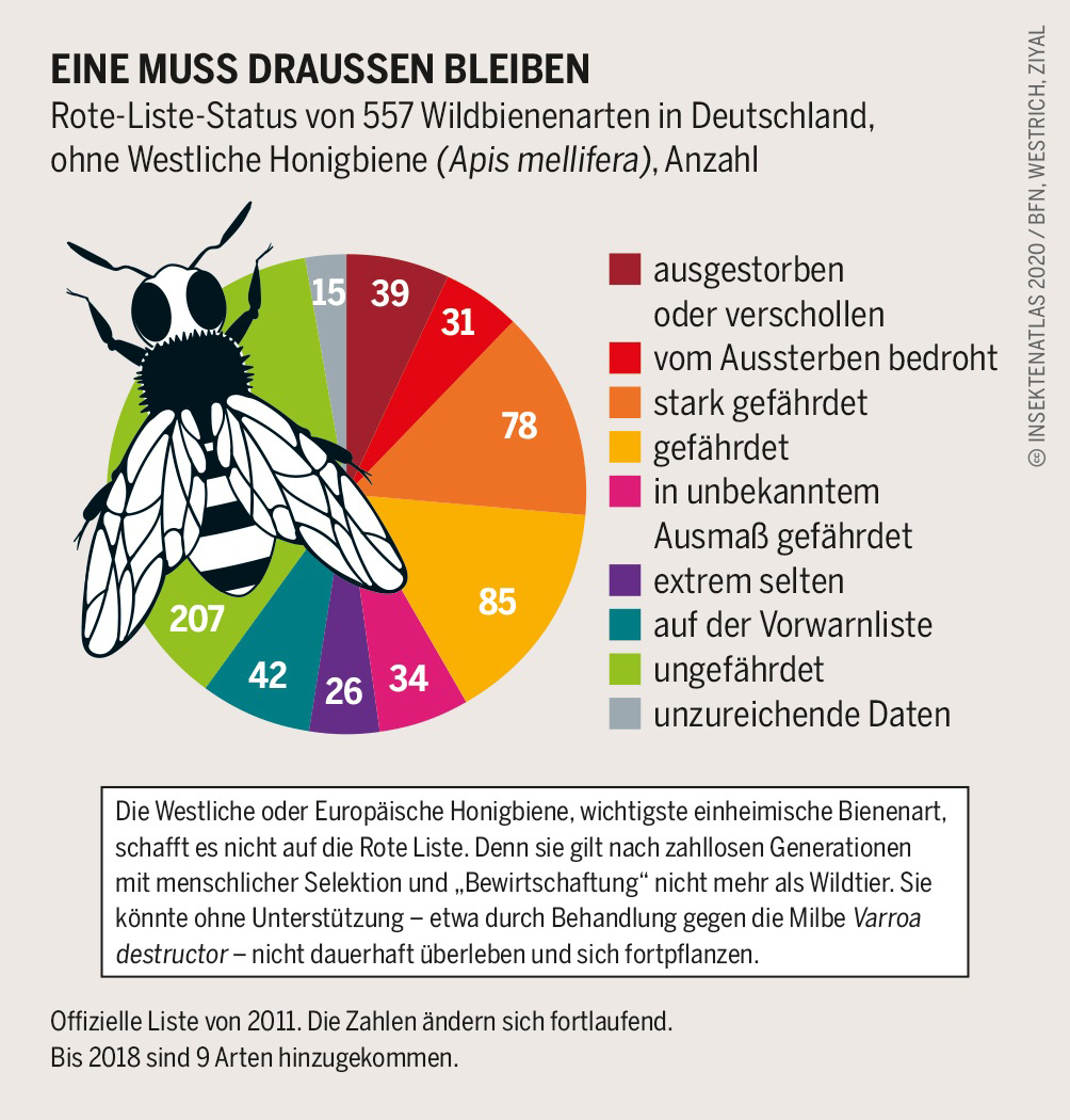 Grafik zum Rückgang der Wildbienen in Deutschland. Klick führt zu Groaßsnicht in neuem Fenster.