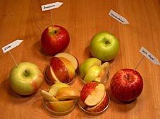 Versuchsaufbau mit Äpfeln und Apfelschitzen