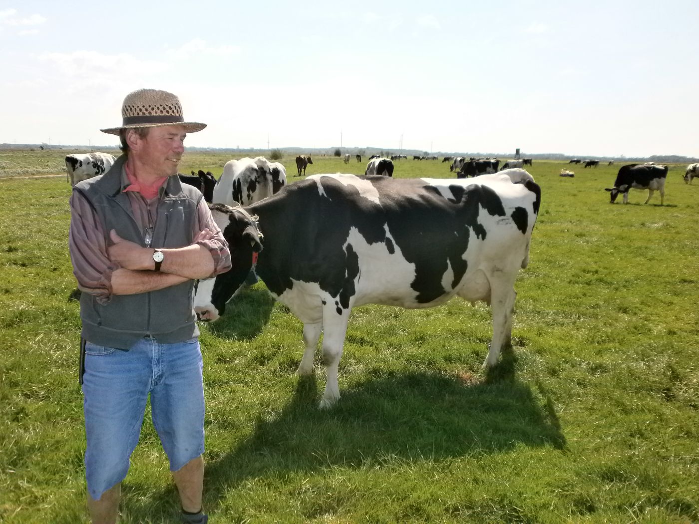 Mann mit Hut neben Kühen auf Weide