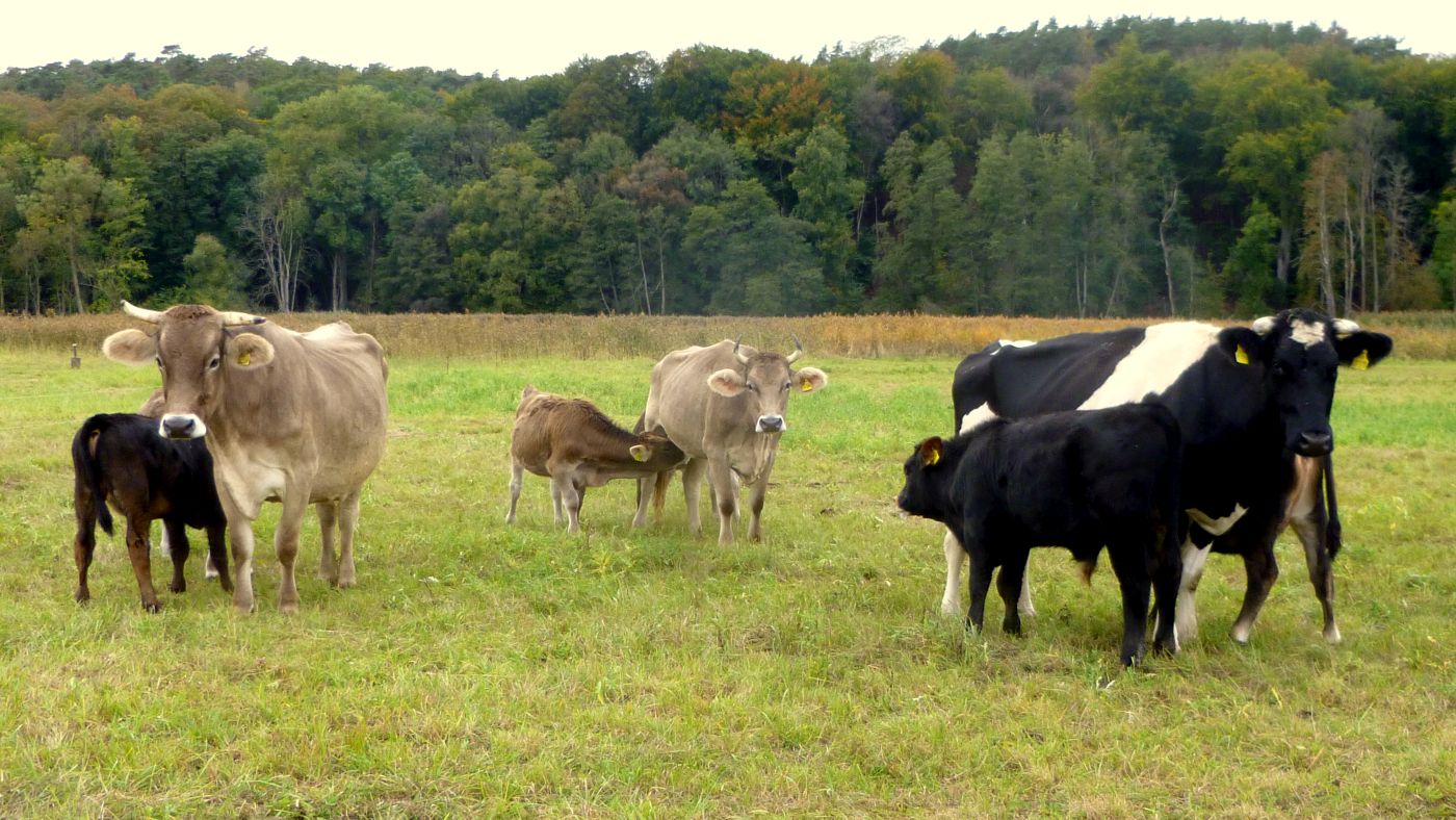 Kühe und Kälber auf der Weide