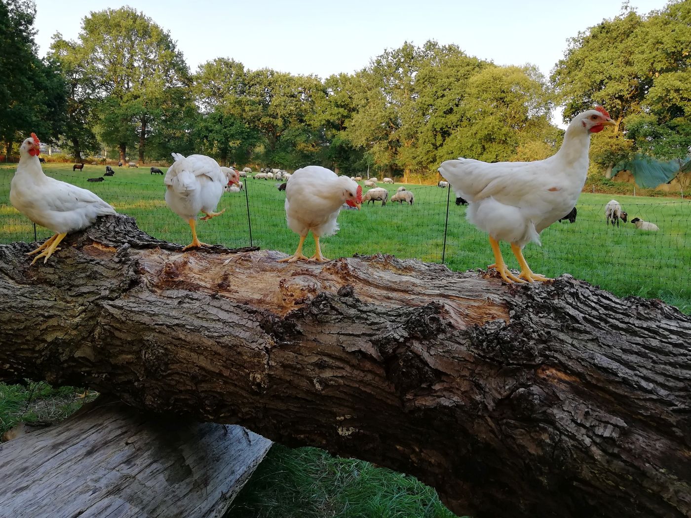 Hühner auf einem Baumstamm. Klick führt zu Großansicht im neuen Fenster.