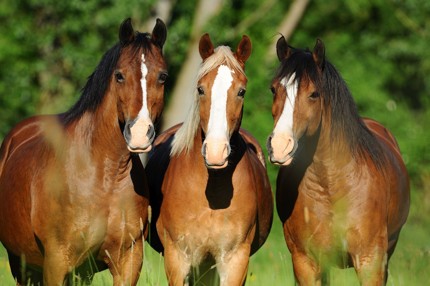Drei Welsh Ponys