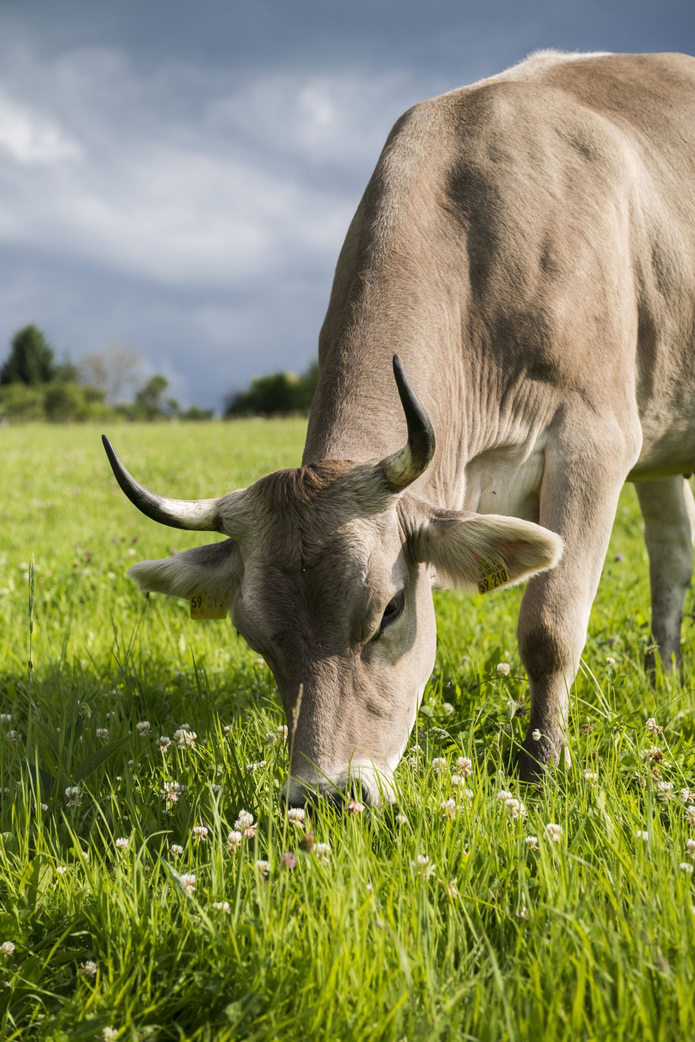 grau-braune Kuh auf der Weide