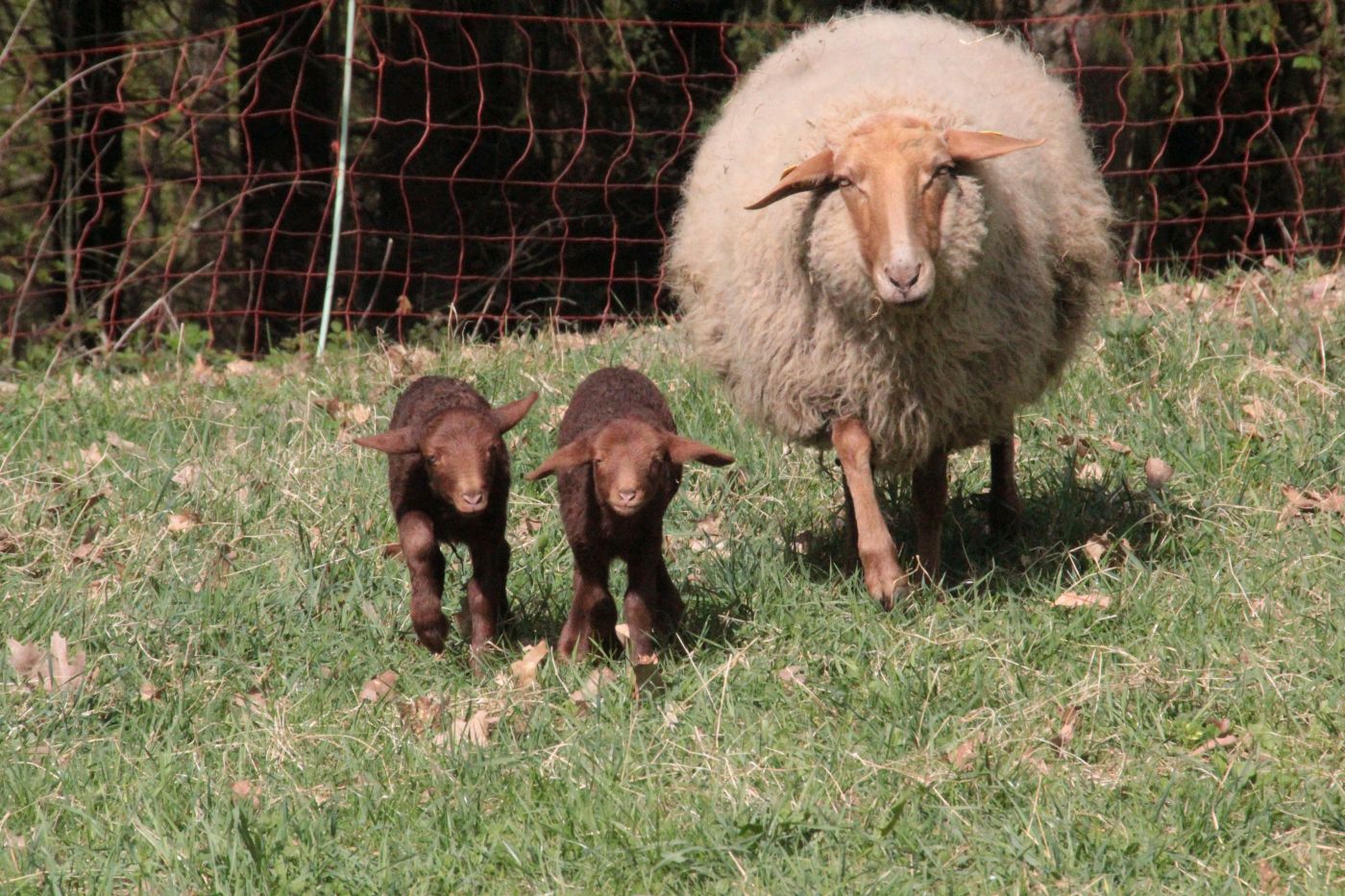 Schaf mit zwei Lämmern auf Wiese