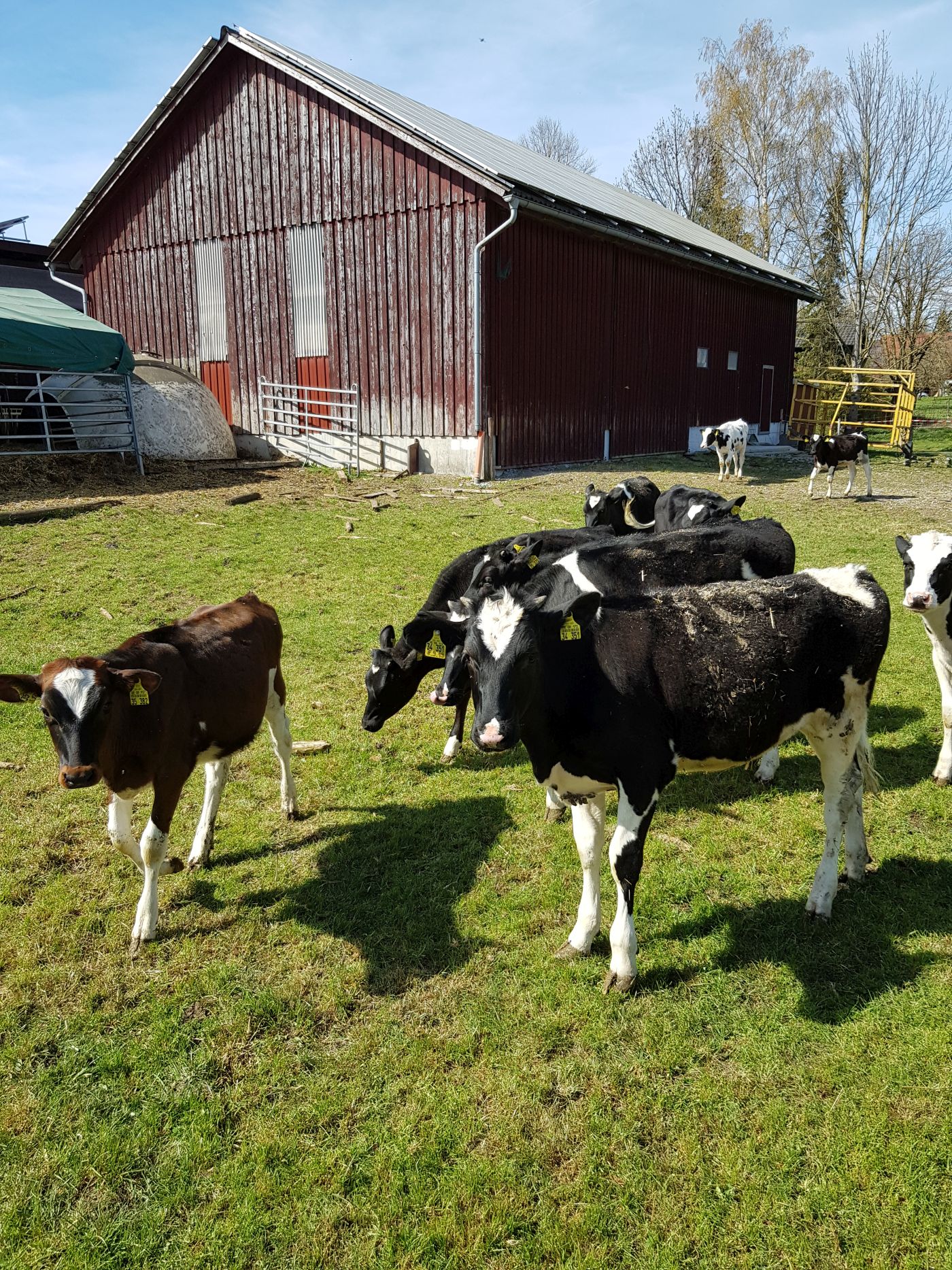 Kühe vor Stall auf Weide