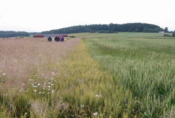 Zwei benachbarte Felder. Auf das ökologisch bewirtschaftete Feld (links) sind die auf dem konventionell bewirtschafteten Feld (rechts) ausgebrachten Pflanzenschutzmittel abgedriftet. Das ist im Grenzbereich zwischen den Feldern deutlich zu erkennen. Klic